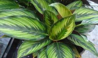 孔雀竹芋的养殖方法和注意事项（孔雀竹芋喜阴还是喜阳）