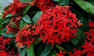 龙船花的养殖方法和注意事项 龙船花为什么叫坟头花