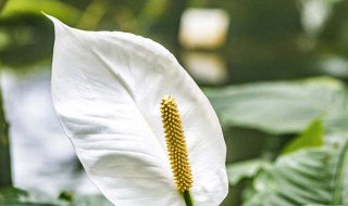 白掌换盆方法（白掌换盆方法视频）