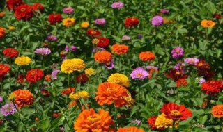 百日草种子的种植方法 百日草种子的种植方法能够种在院子里吗