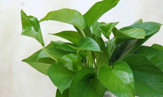 绿萝扦插快速生根方法 扦插生根最快方法