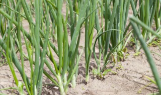 小葱的种植方法与时间（小葱的种植方法与时间视频）