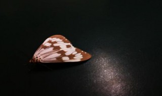 消灭飞蛾最好的方法（家中有飞蛾找不到根源怎样消灭）