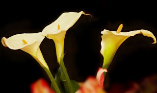 马蹄莲的养殖方法和注意事项 马蹄莲的养殖方法和注意事项 盆栽