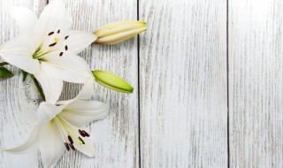 百合的种植方法与技巧 百合种子的种植时间和方法