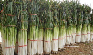 大葱种植时间和方法（山东大葱种植时间和方法）