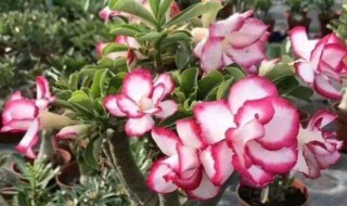 沙漠玫瑰的养殖方法 沙漠玫瑰的养殖方法和注意事项盆栽