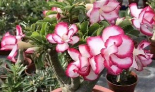 沙漠玫瑰的养殖方法和注意事项（沙漠玫瑰的养殖方法和注意事项视频）