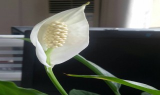 一帆风顺的养殖方法和注意事项（一帆风顺的养殖方法和注意事项浇水）