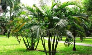 散尾葵的养殖方法和注意事项 散尾葵的养殖方法和注意事项叶子枯焦