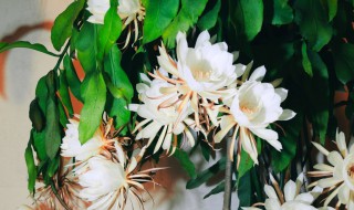 昙花的养殖方法和注意事项（昙花的养殖方法和注意事项 盆栽）