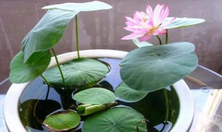 碗莲的种植方法水培 碗莲的种植方法水培要换水吗?