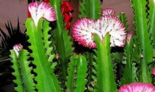 龙骨花的养殖方法 龙骨花的养殖方法的功效与作用