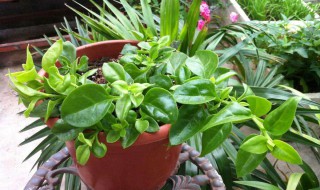 牡丹吊兰的养殖方法和注意事项 金边吊兰的养殖方法和注意事项