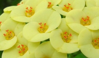 虎刺梅的养殖方法和注意事项 虎刺梅花的寓意和象征