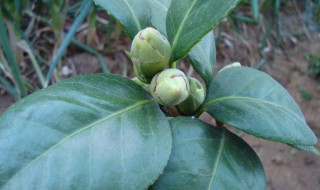 茶花掉叶子的补救方法 四季茶花掉叶子的补救方法