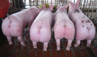 小猪拉稀最简单的方法 小猪拉稀最简单的方法土方法