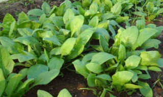菠菜的种植方法和时间（菠菜怎么种植容易发芽）