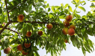 桃树修剪时间和方法（樱桃树的修剪方法）