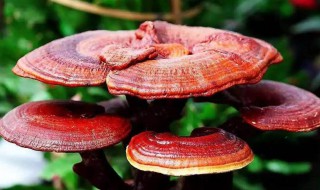 灵芝是年份越久越好吗（灵芝多年的好还是一年的好）