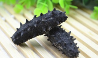 海参怎么保存方法 新鲜海参怎么保存