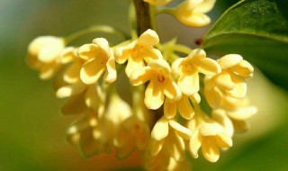 桂花开在什么季节 桂花开在什么季节结果