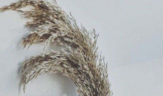芦苇制作干花的方法 芦苇制作干花的方法有哪些