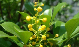 米兰花春季养护方法（米兰花春季养护方法视频）