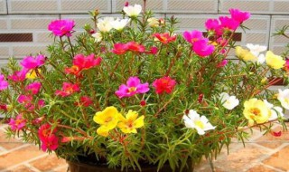 花长虫子怎么处理（月季花长虫子怎么处理）