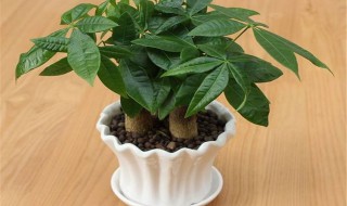 发财树养植的方法（发财树如何养植?）