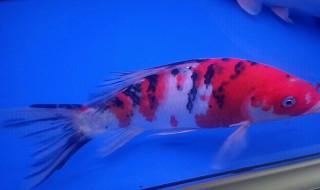锦鲤死了怎么处理鱼缸（锦鲤死了还能活吗）