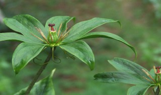 七叶一枝的种植方法（七叶一枝花的种植方法及注意事项）
