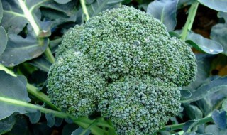 阳台西兰花种植方法 阳台西兰花种植方法视频
