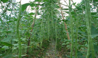黄金钩豆角的种植方法 黄金钩豆角适合哪些地区种植