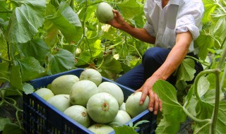 甜瓜小苗期施肥方法（甜瓜苗期用什么肥料好）