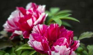 红掌的长叶催花方法（红掌的长叶催花方法有哪些）