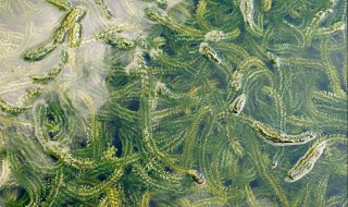 虾塘水有甲藻怎么处理（虾池出现甲藻怎么办）