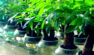 财位放什么植物最招财（家中财位放什么植物最招财）