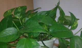 植物营养液如何使用 植物营养液如何使用养水培绿萝