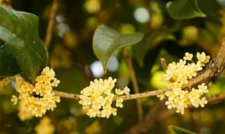 桂花什么季节开（桂花什么季节开放）