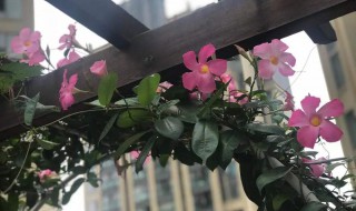 飘香藤的养殖方法和注意事项 北方飘香藤的养殖方法和注意事项