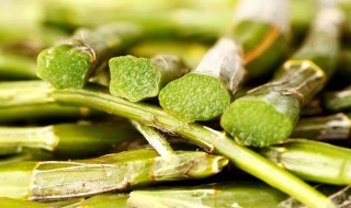 石解的功效与食用方法（石解的吃法食用方法）