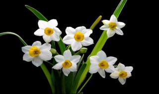 水仙花水培养殖方法（水仙花水培养殖方法图片）
