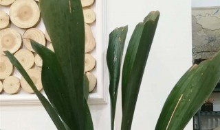 一叶兰的养殖方法和注意事项（一叶兰的养殖方法和注意事项,一叶兰的扦插方法）