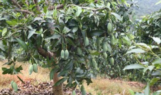 芒果种子盆栽种植方法（芒果种子盆栽种植方法多久结果）
