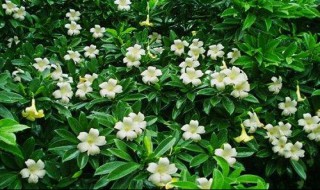 非洲茉莉的养殖方法和注意事项（非洲茉莉的养殖方法和注意事项多长时间开花）