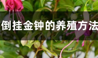 倒挂金钟的养殖方法和注意事项（倒挂金钟的养殖方法和注意事项 盆栽）