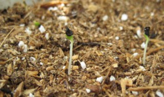 康乃馨种子的种植方法 康乃馨种子的种植方法和注意事项