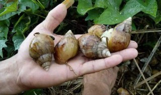蜗牛的养殖方法（蜗牛的养殖方法视频）