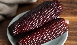 黑玉米为什么不能吃（黑玉米为什么不能吃 黑玉米是转基因食品吗）